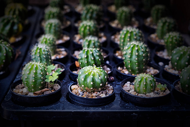 Monet pienet kaktus eri muotoisia ja eri värejä kasvaa ruukuissa - Valokuva, kuva