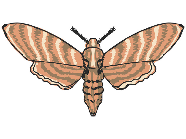 moth - Vector, Image
