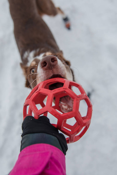 Okraj kolie pes v zimě sněžení krajina - Fotografie, Obrázek
