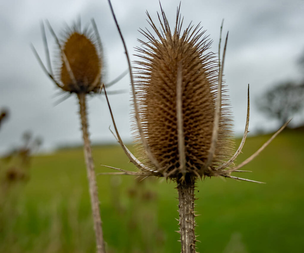 Selective focus on an isolated teasel in the English countryside - Photo, Image