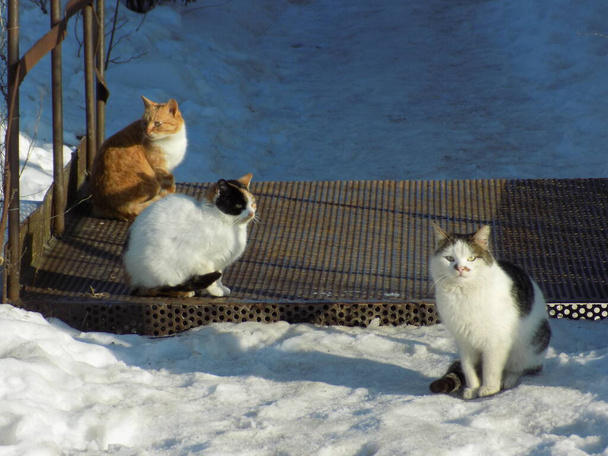 Domestic cat, or domestic cat (Felis silvestris catus)           - Photo, Image