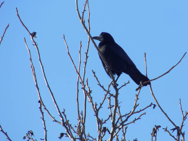 Gancho, corvo, corvo (Corvus corax) - Foto, Imagem