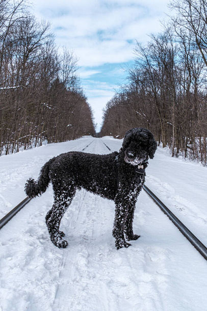 País das Maravilhas de Inverno em Montreal - Foto, Imagem