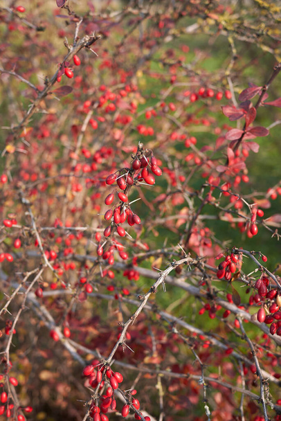 Berberis thunbergii shrub with red fruit - Photo, Image