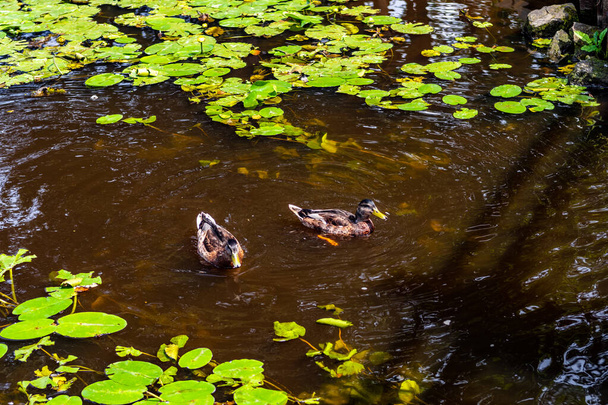 Утки на пруду в парке. Дикие утки отражаются в озере. Разноцветные перья птиц. Пруд с утками и дрейками. Утиный корм на поверхности воды. Утки едят пищу в воде - Фото, изображение