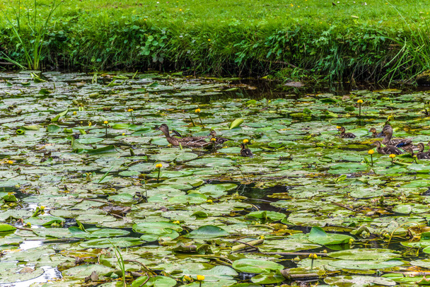 Утки на пруду в парке. Дикие утки отражаются в озере. Разноцветные перья птиц. Пруд с утками и дрейками. Утиный корм на поверхности воды. Утки едят пищу в воде - Фото, изображение