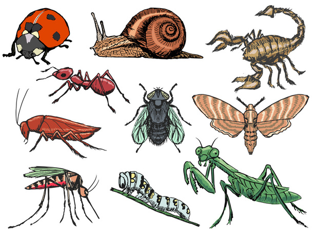 Conjunto de insectos
 - Vector, imagen