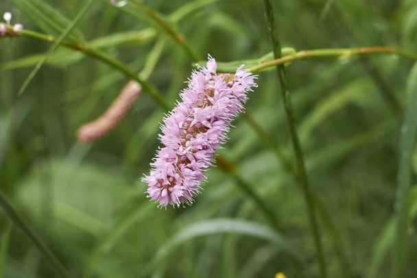 Bistorta officinalis pink inflorescence - Photo, Image