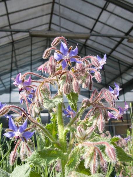 Borago officinalis z niebieskimi kwiatami - Zdjęcie, obraz