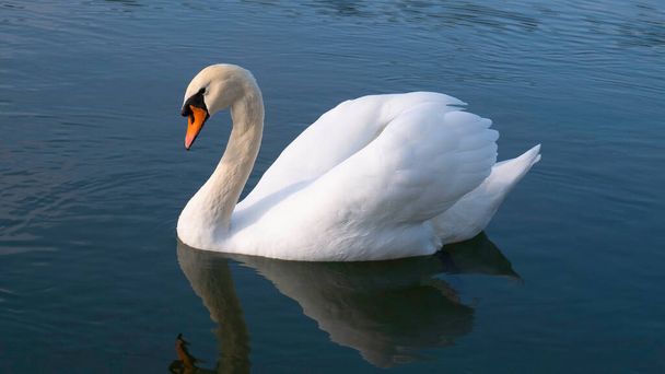 Hermoso cisne blanco con alas elevadas. - Foto, imagen