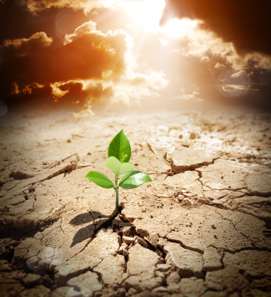 Planta en tierras áridas - concepto de calentamiento climático y sequía
 - Foto, imagen