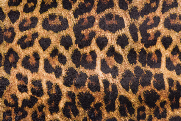Leopard skin - Photo, Image