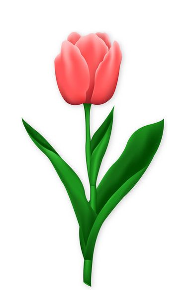 Tulipe rouge unique pour votre décoration - Vecteur, image