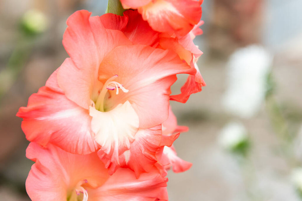 Różowe gladiolusy rosnące w ogrodzie. Lilia mieczowa. - Zdjęcie, obraz