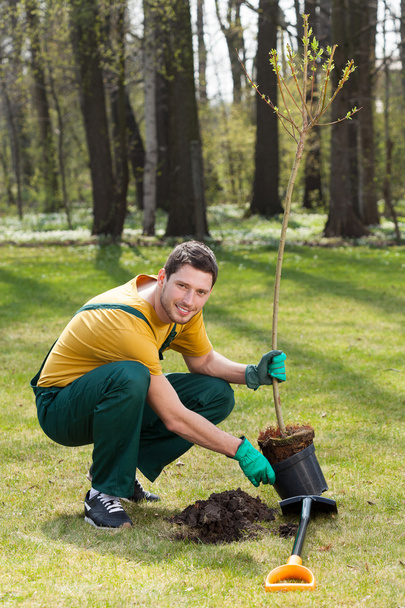Gardener planting young tree - Φωτογραφία, εικόνα