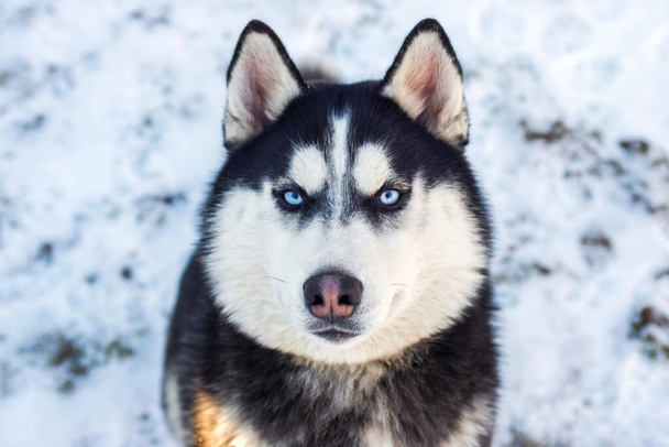 Muilkorf van Siberische Husky hond op sneeuw achtergrond op heldere zonnige dag. Siberische Husky hond zwart-wit kleur met blauwe ogen. - Foto, afbeelding