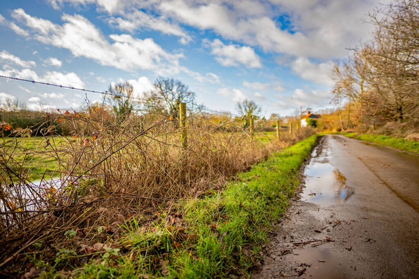 Selectieve focus op bramen die langs de weg groeien op het platteland in het platteland van Norfolk - Foto, afbeelding