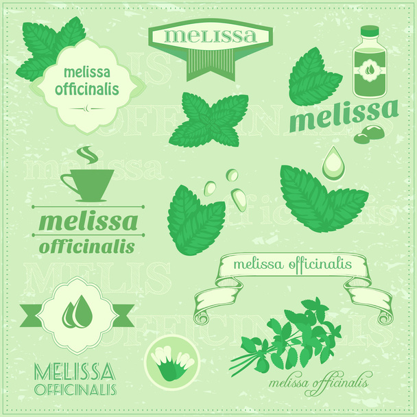 Hierbas aisladas, hojas de vectores de melisa
 - Vector, imagen