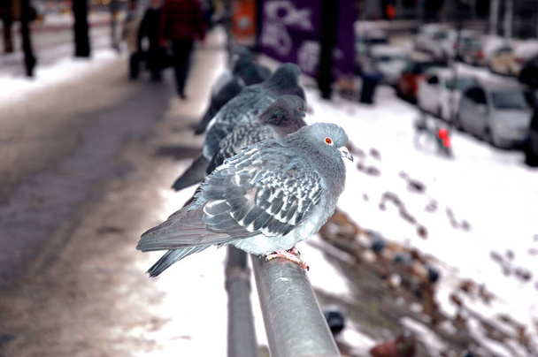 Tauben, dicke Stadttauben vor Berliner Kulisse - Foto, Bild