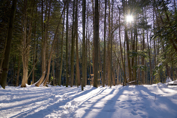 Wiecznie zielony las w zimie. Słońce zaglądające przez drzewa  - Zdjęcie, obraz