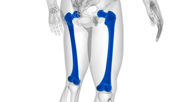 Ludzki szkielet anatomia kości udowej 3D Rendering dla koncepcji medycznej - Zdjęcie, obraz
