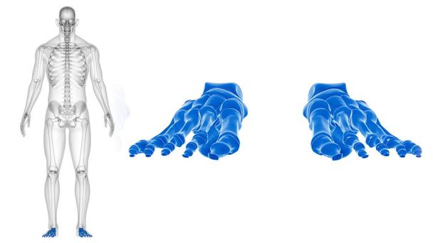 Ανθρώπινα κόκκαλα ποδιών σκελετός Ανατομία για ιατρική έννοια 3D Εικονογράφηση - Φωτογραφία, εικόνα