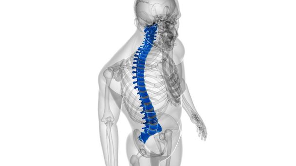 ヒューマンスケルトン椎骨列椎骨解剖学3Dイラスト - 写真・画像