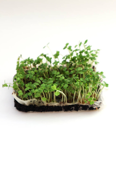 junge grüne Pflanzen im Boden auf weißem Hintergrund - Foto, Bild