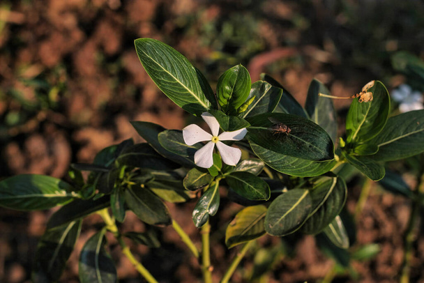Beyaz bir Periwinkle çiçeğinin yapraklarının üzerinde oturan bir böcek var. - Fotoğraf, Görsel
