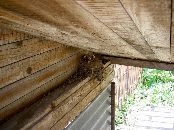 Un nido di uccelli con cinque nidiacei a becco aperto, nido posto in un capanno di legno, immagine - Foto, immagini