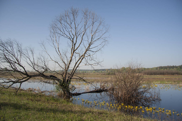 Мокрый луг с болотными маригольдами - Фото, изображение