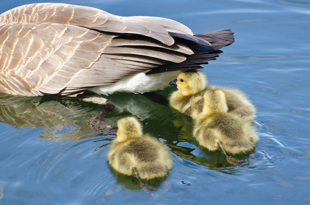 Goslings Staying Close to Mom - Photo, Image