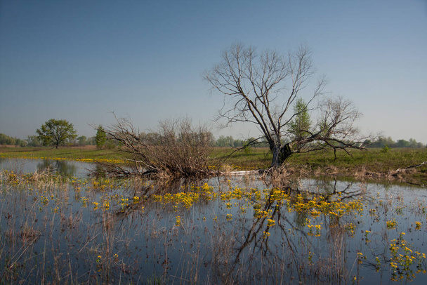 Вологий луг з болотними чорнобривцями
 - Фото, зображення