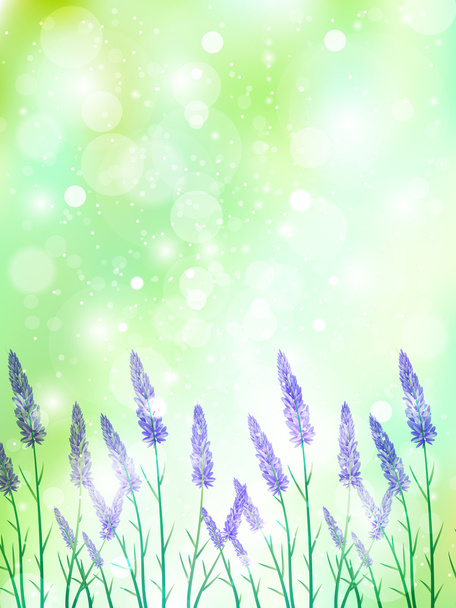 Lavender herb landscape - Vector, Image