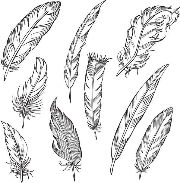 Vector silhouette of different feathers - Vektor, obrázek
