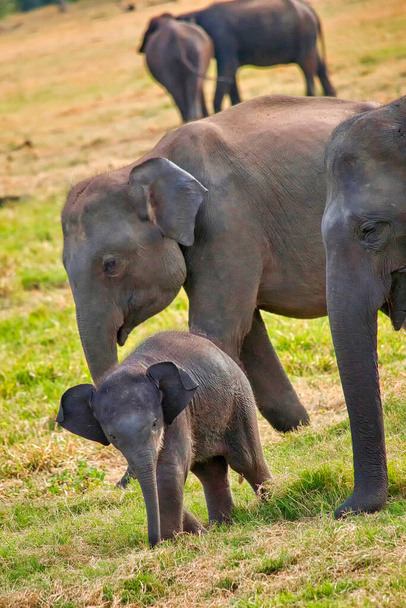Sri Lankanischer Elefant, Elephas maximus maximus, Minneriya Nationalpark, Sri Lanka, Asien - Foto, Bild