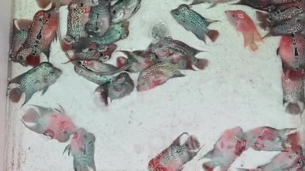 4K Flowerhorn cichlid renkli balıklar akvaryum pazarında satılmak üzere tepside duruyordu. - Video, Çekim