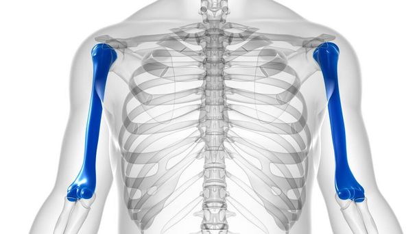 Anatomía humana del esqueleto Representación 3D del hueso del húmero para el concepto médico - Foto, imagen