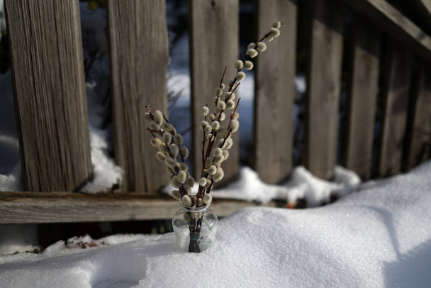 A bunch of blossoming pussy willow in a vase stands in the snow. - 写真・画像