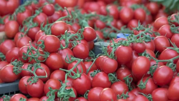 Pomidory rynkowe świeże. - Materiał filmowy, wideo
