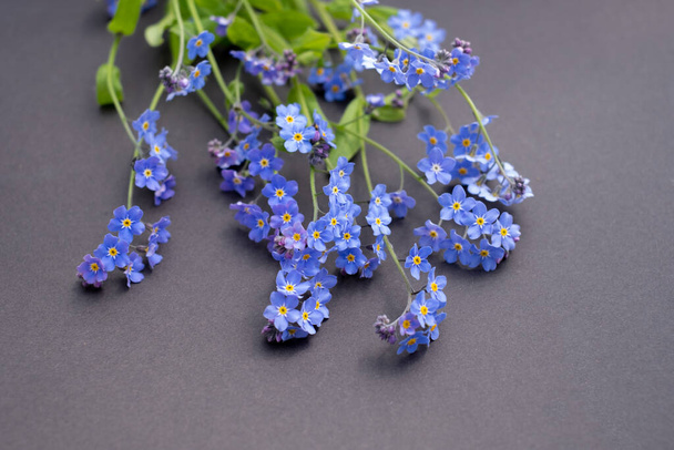 Forget-me-not flowers on dark gray background. Myosotis scorpioides - small flowers are pink in bud and become blue when fully open, yellow centers and white honey guides. - Photo, Image