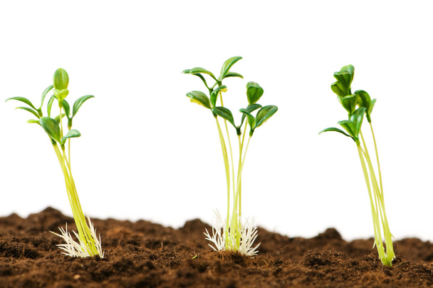 Green seedling illustrating concept of new life - Фото, изображение