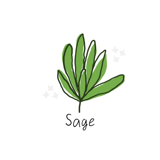 Salvia hojas dibujado a mano dibujo animado garabato vector ilustración - Vector, Imagen