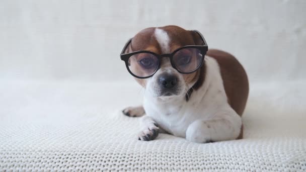 Маленькая чихуахуа-собака в очках смотрит в камеру и лежит на диване.  - Кадры, видео