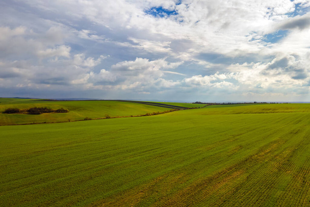 Вид на яскраво-зелене сільськогосподарське поле ранньої весни
. - Фото, зображення