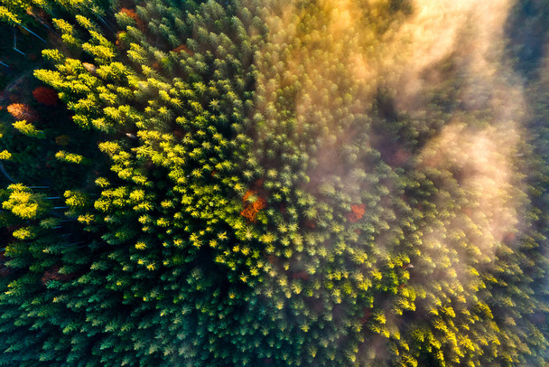 Vista aérea de densa floresta de pinheiros verdes com copas de abetos em montanhas de outono. - Foto, Imagem