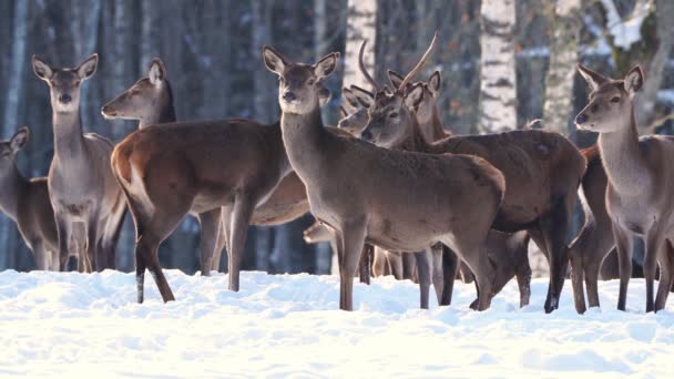 Czerwony jeleń w zimowym lesie. dzika przyroda, ochrona przyrody. Hodowla jeleni w ich naturalnym środowisku - Materiał filmowy, wideo