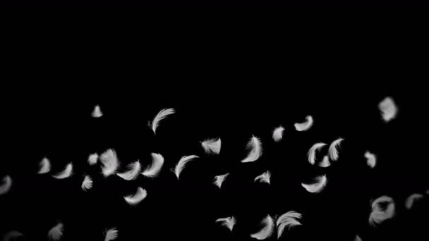 Vliegen veel witte veren op zwarte achtergrond. Mooie veer zwevend in de lucht. Geluksconcept. 3D lus animatie van veren. - Video