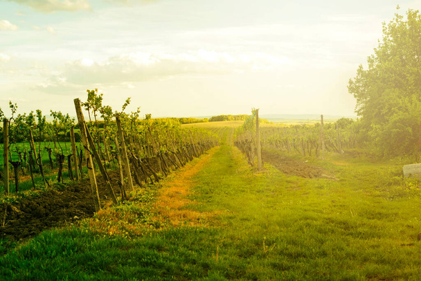 Виноградник в конце весны до заката - Фото, изображение