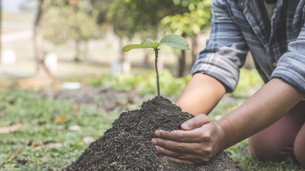 Młody człowiek przeszczepił małe sadzonki do bogatej w minerały gleby doniczkowej i przygotowany do podlewania roślin, Rośliny pomagają zwiększyć poziom tlenu w powietrzu i glebie, Kochając Ziemię i Ochrony Środowiska - Zdjęcie, obraz